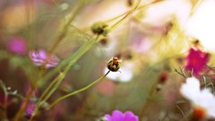 Flowers pink flowers depth of field