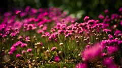 Flowers pink flowers depth of field