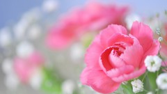 Flowers pink flowers depth of field