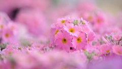 Flowers pink flowers depth of field