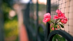 Flowers pink flowers fences depth of field