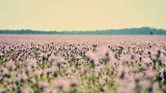 Flowers pink flowers fields depth of field