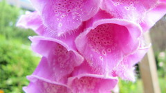 Flowers pink flowers foxgloves