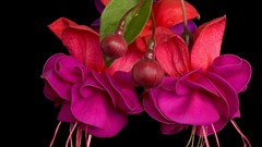 Flowers pink flowers fuchsia vibrant