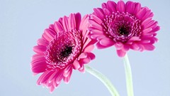 Flowers pink flowers gerbera flower