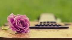 Flowers pink flowers guitars