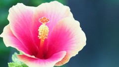 Flowers pink flowers hibiscus