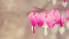 Flowers pink flowers Huang Bleeding Hearts