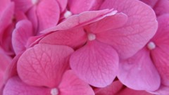 Flowers pink flowers hydrangea
