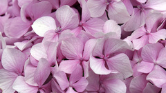 Flowers pink flowers Hydrangeas