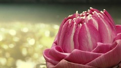 Flowers pink flowers lotus flower