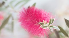 Flowers pink flowers mimosa