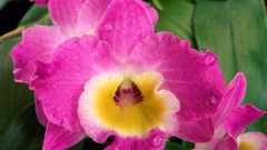 Flowers pink flowers Orchids