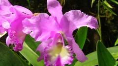 Flowers pink flowers Orchids