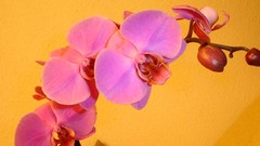 Flowers pink flowers Orchids