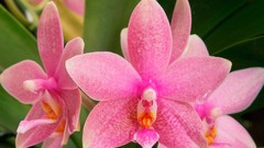 Flowers pink flowers Orchids