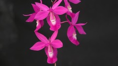 Flowers pink flowers Orchids