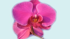 Flowers pink flowers Orchids