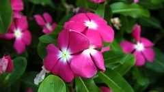 Flowers pink flowers periwinkles