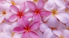 Flowers pink flowers plumeria