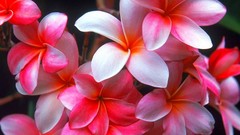 Flowers pink flowers plumeria
