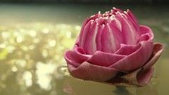 Flowers pink flowers reflections bokeh lotus flower