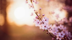 Flowers pink flowers sunlight