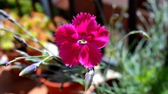 Flowers pink flowers Sweet