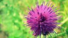 Flowers pink flowers Wildflowers