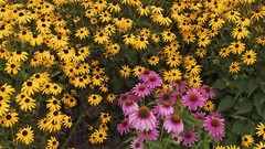 Flowers pink flowers yellow flowers coneflowers