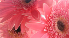 Flowers pink gerbera flower