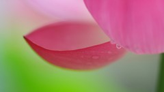 Flowers pink Green colors