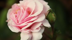 Flowers pink Green roses spring floral vintage