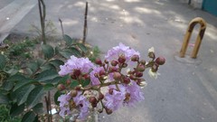 Flowers pink iran Amin Peyrovi