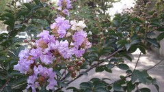 Flowers pink iran Amin Peyrovi Xperia mini