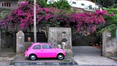 Flowers pink Italy italia Fiat 500