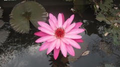Flowers pink lotus India