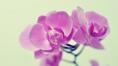 Flowers pink Orchids flora