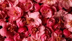 Flowers pink pink flowers