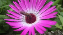 Flowers pink pink flowers