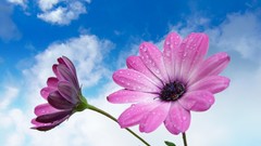 Flowers pink skyscapes