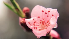 Flowers pink spring bloom blossom