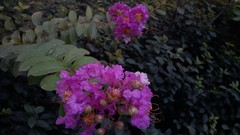 Flowers pink spring iran Amin Peyrovi