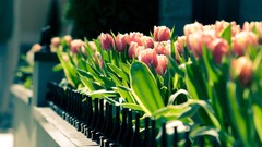Flowers pink tulips