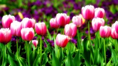 Flowers pink tulips
