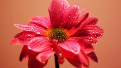 Flowers pink water drops