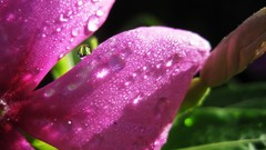 Flowers pink water drops