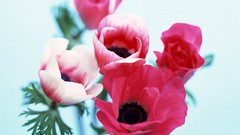 Flowers Plants anemones (flower)