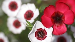 Flowers Plants anemones (flower)