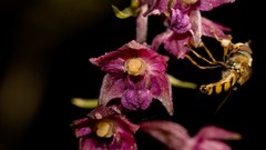 Flowers Plants bees Orchids